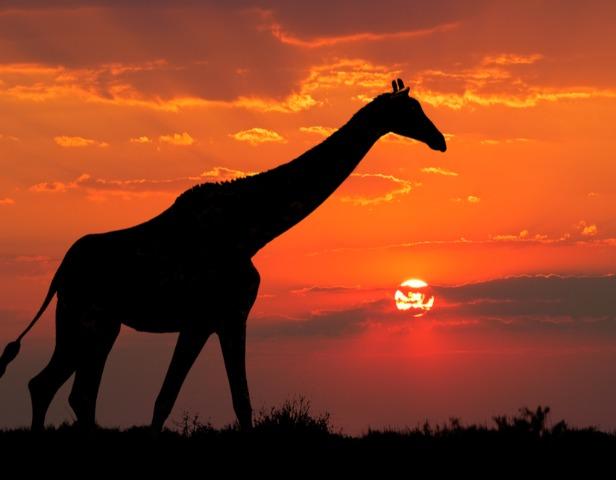Africa