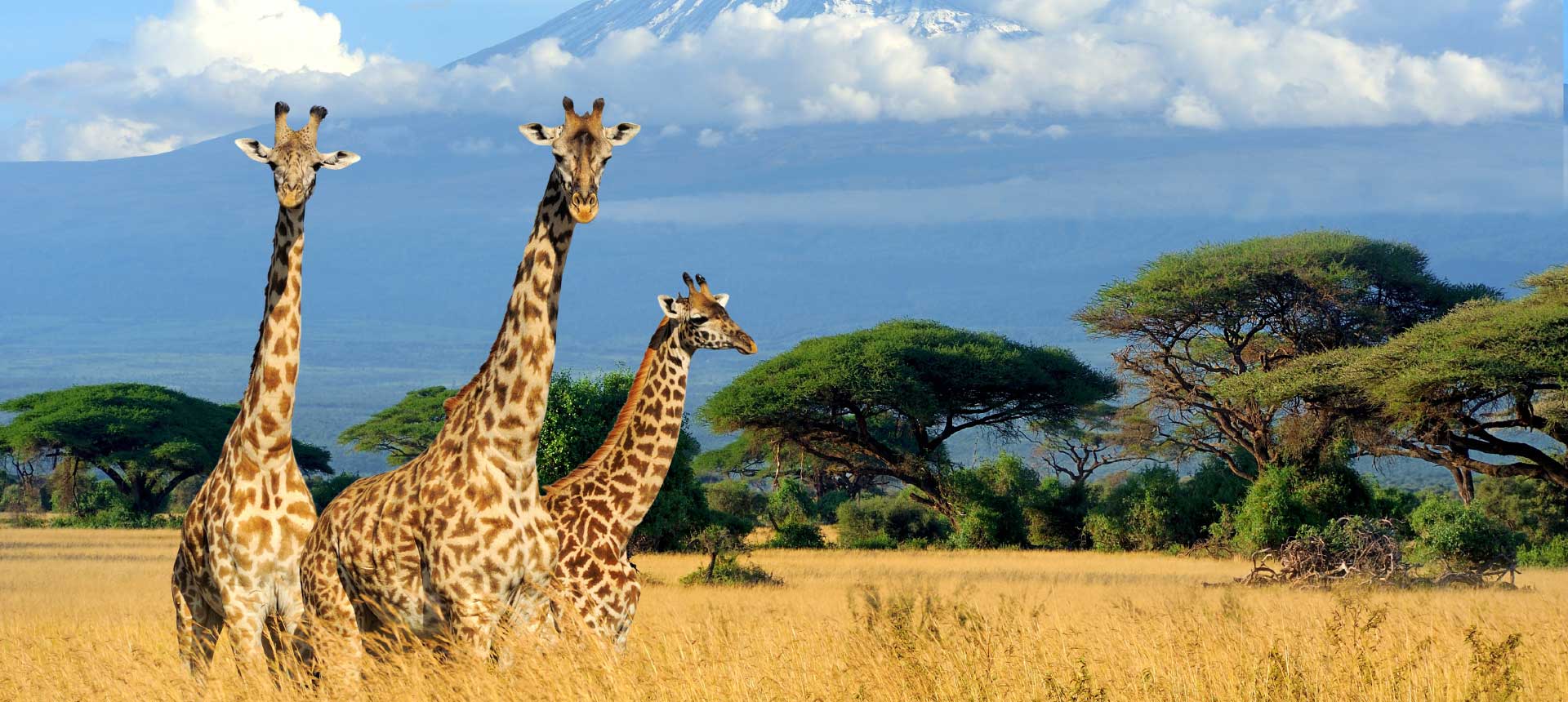 Safari in Africa