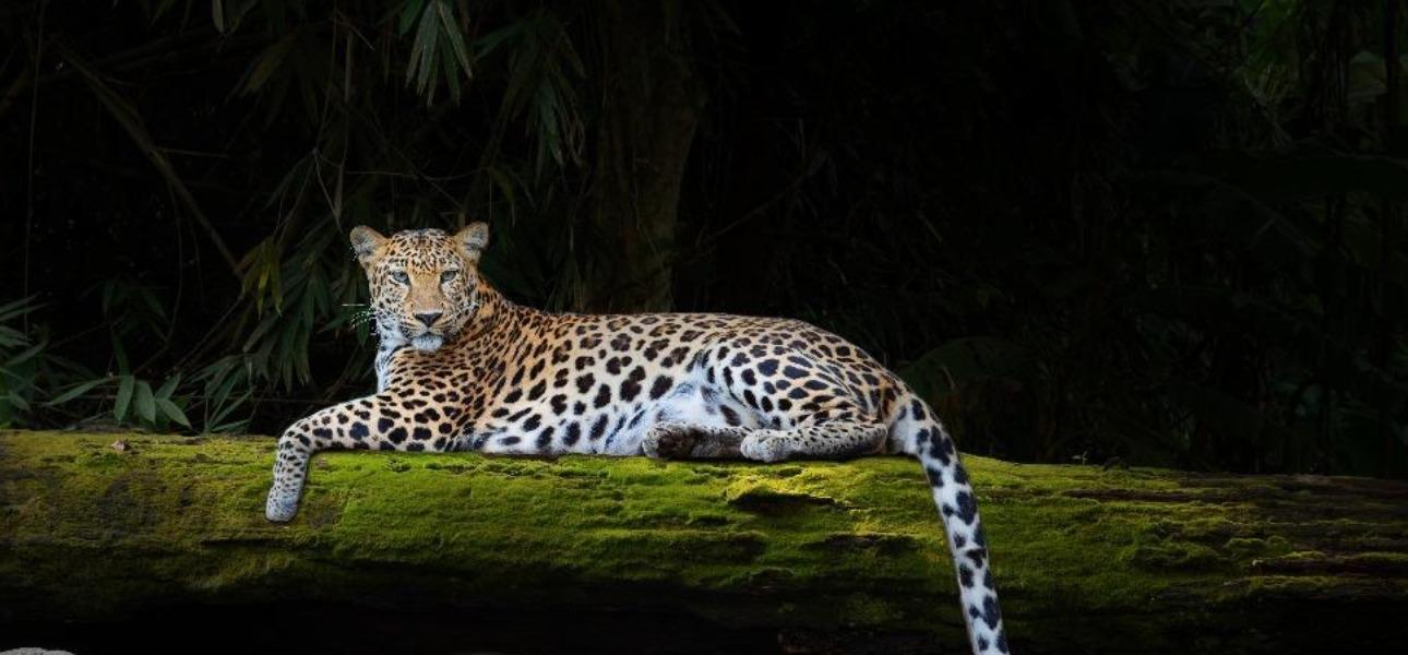 Descoperă paradisul Sri Lanka - o aventură de neuitat!