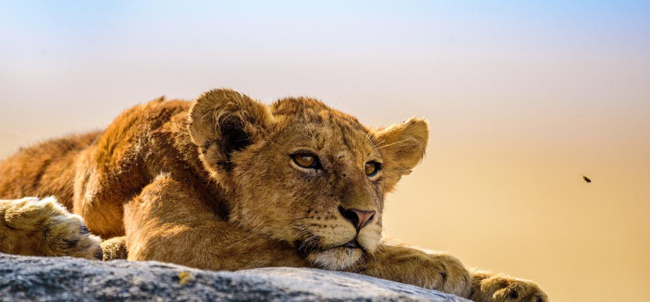 Parcul National Serengeti