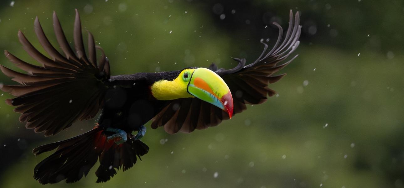 Costa Rica Taramul naturii neimblanzite