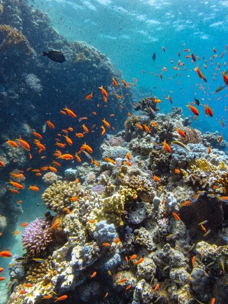 Sharm El Sheikh