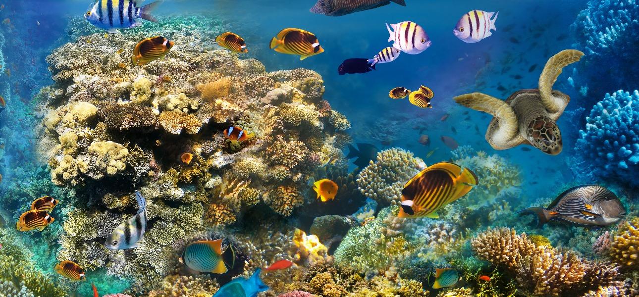 Paradisul Pacificului de Sud 