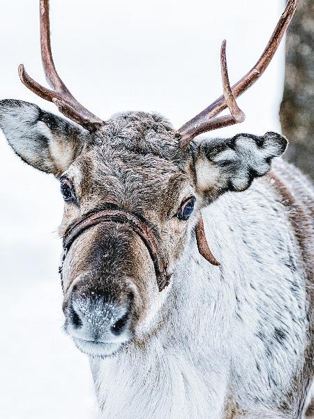 Rovaniemi
