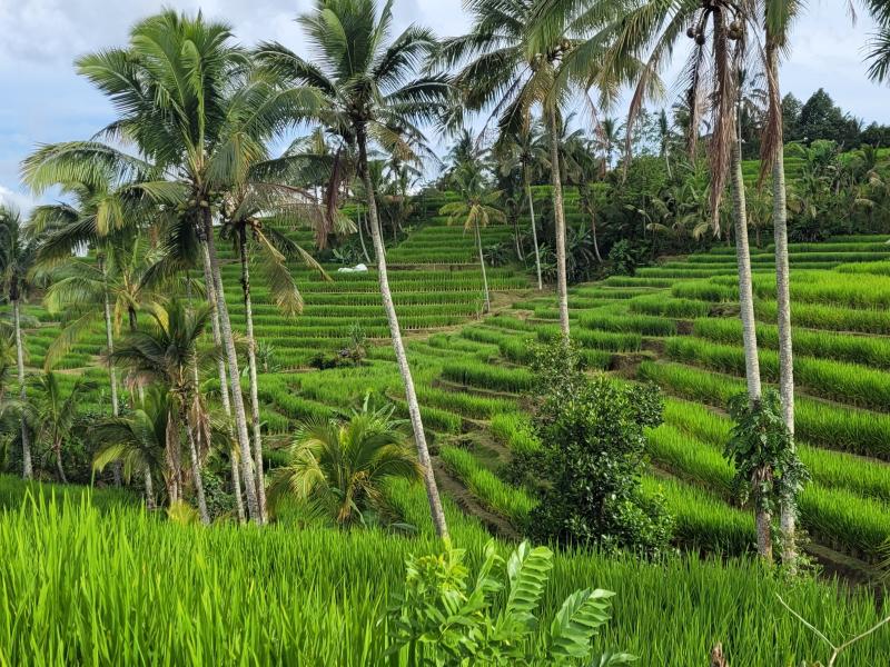 Bali