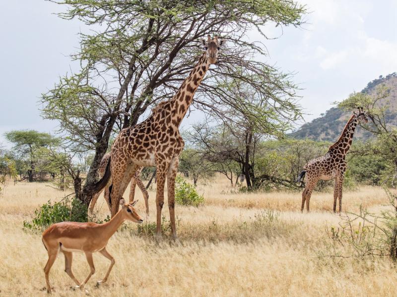 Melia Serengeti Lodge member of Melia Collection
