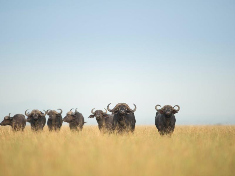 Singita Sasakwa